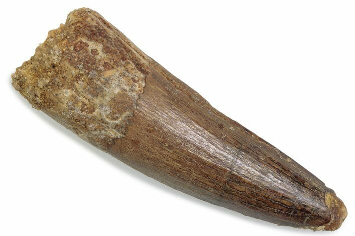 Fossil Spinosaurus Tooth - Real Dinosaur Tooth #376431